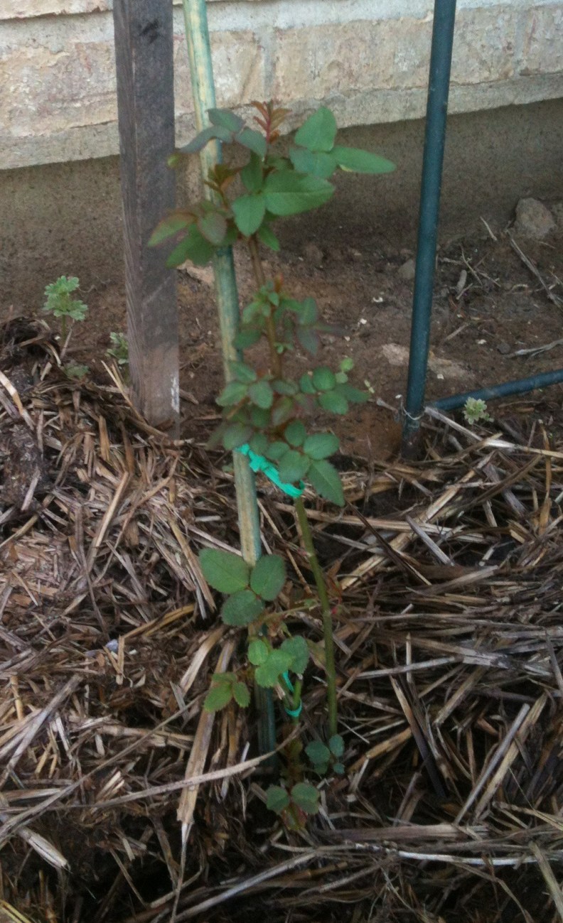 tiny zepherin drouin